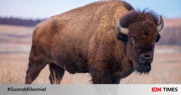 20+ Hewan bison adalah release