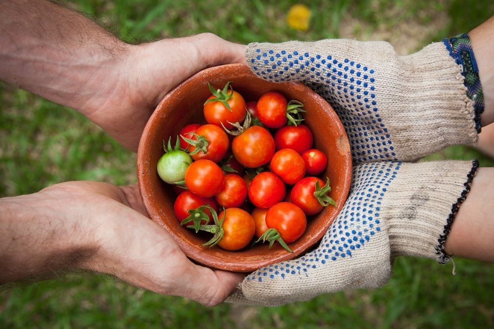 Stimulus Gerakan Menanam, 40.000 Bibit Sayuran Dibagikan ke Masyarakat