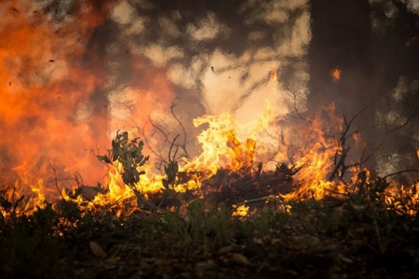 100 Hektar Lahan di Gunung Arjuno Dilalap Si Jago Merah