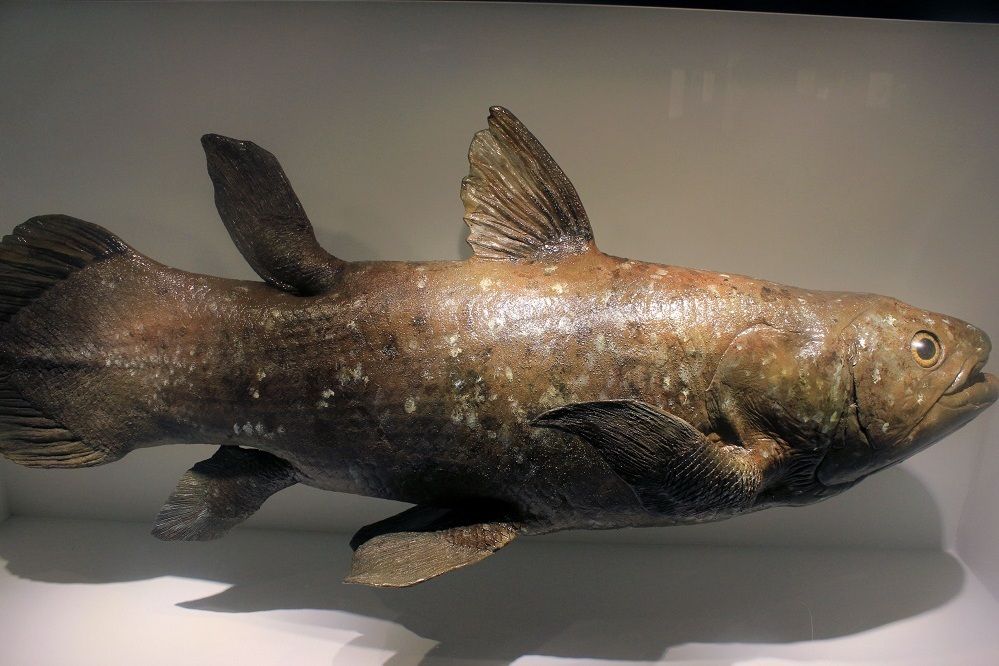 8 Fakta Coelacanth Ikan Purba Raksasa Yang Sempat Dikira Punah