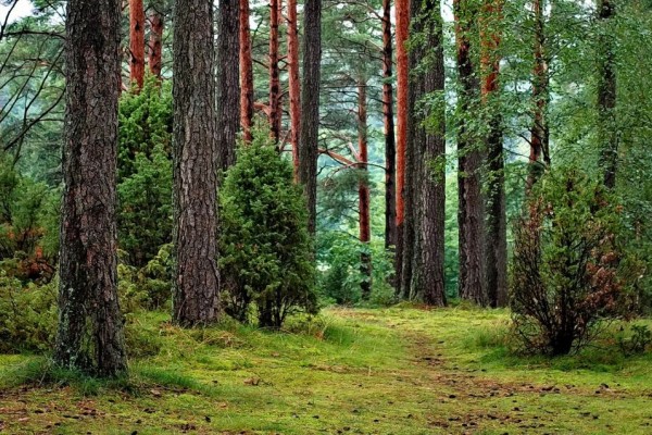 5 Hal yang Akan Terjadi Jika Tidak Ada Hutan di Bumi