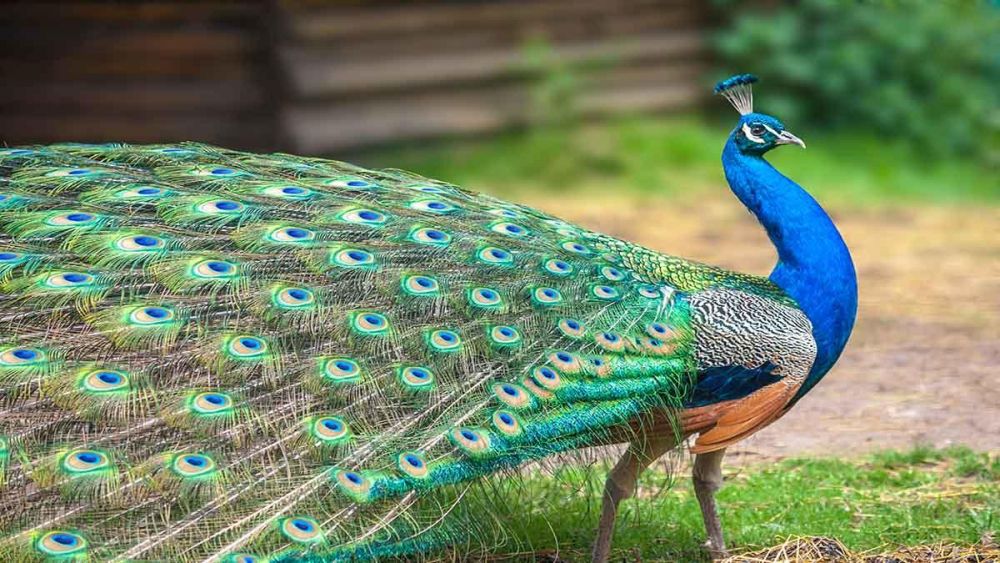 7 Hewan  Berwarna Biru yang Paling Indah  dan Menawan 