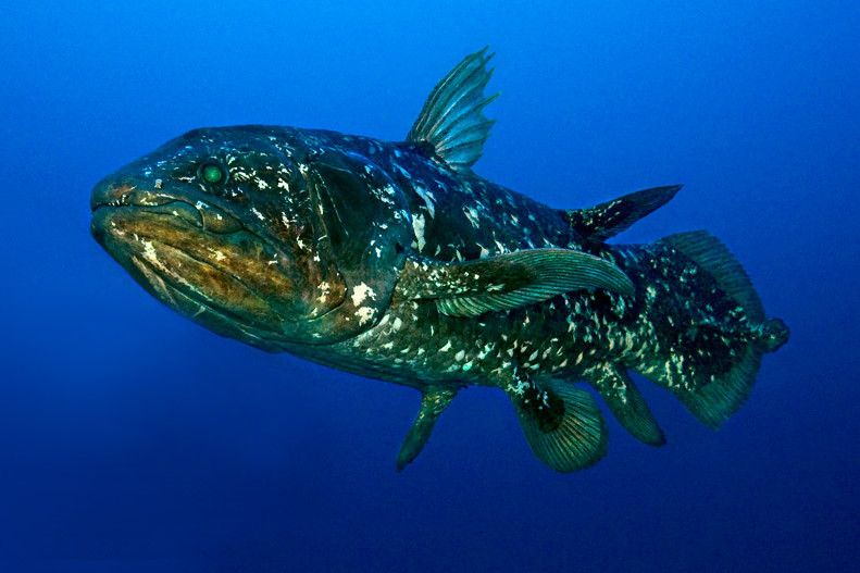 8 Fakta Coelacanth, Ikan Purba Raksasa yang Sempat Dikira Punah