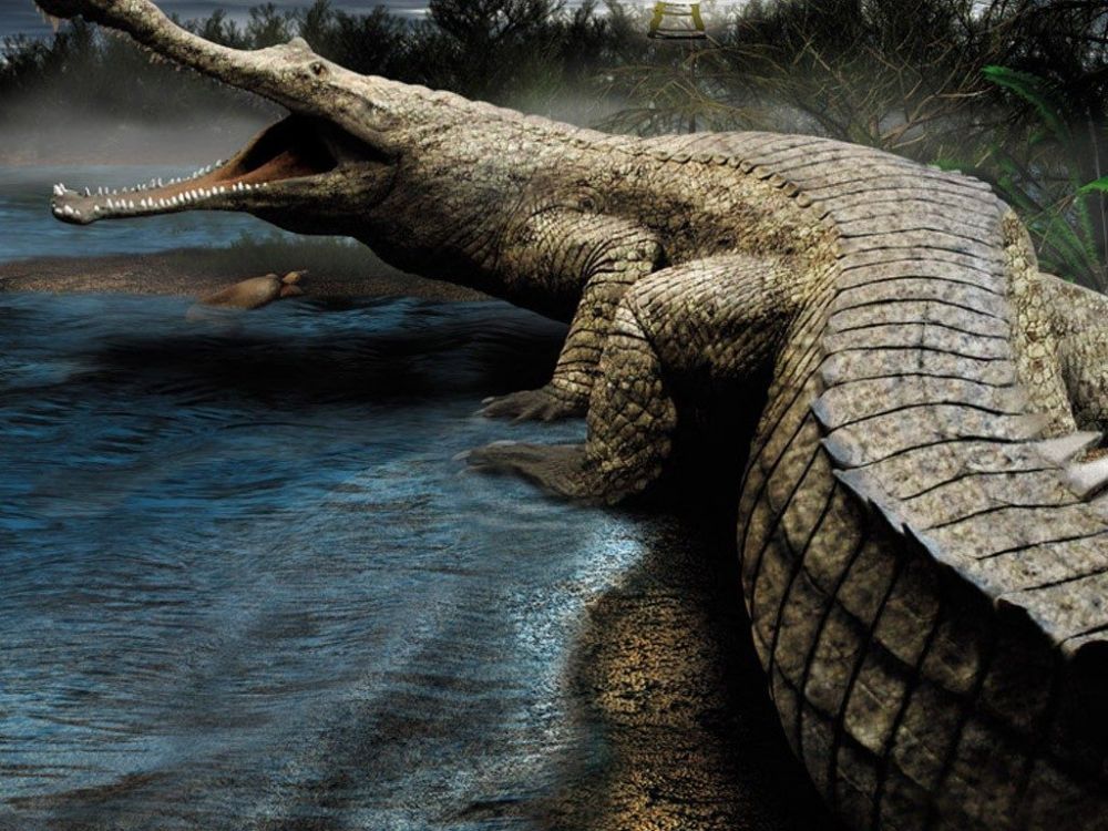 5 Fakta Sarcosuchus Imperator Buaya Terbesar