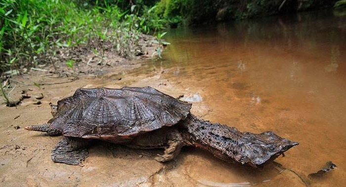 10 Spesies Kura Kura Terunik Ada Yang Wajahnya Seperti Tersenyum