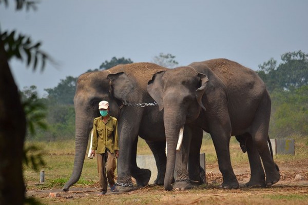 8 Sensasi Piknik ke Way Kambas, Tak Cuma Berfoto dengan Gajah Lucu