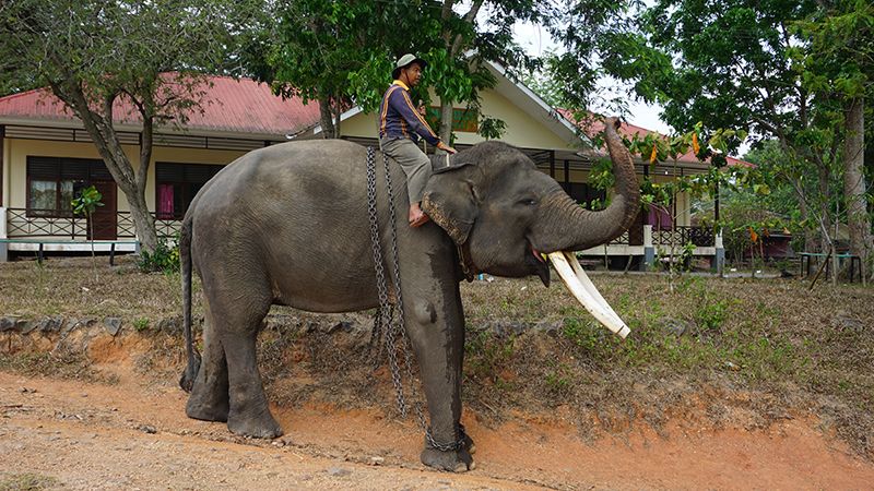 8 Sensasi Piknik ke Way Kambas, Tak Cuma Berfoto dengan Gajah Lucu