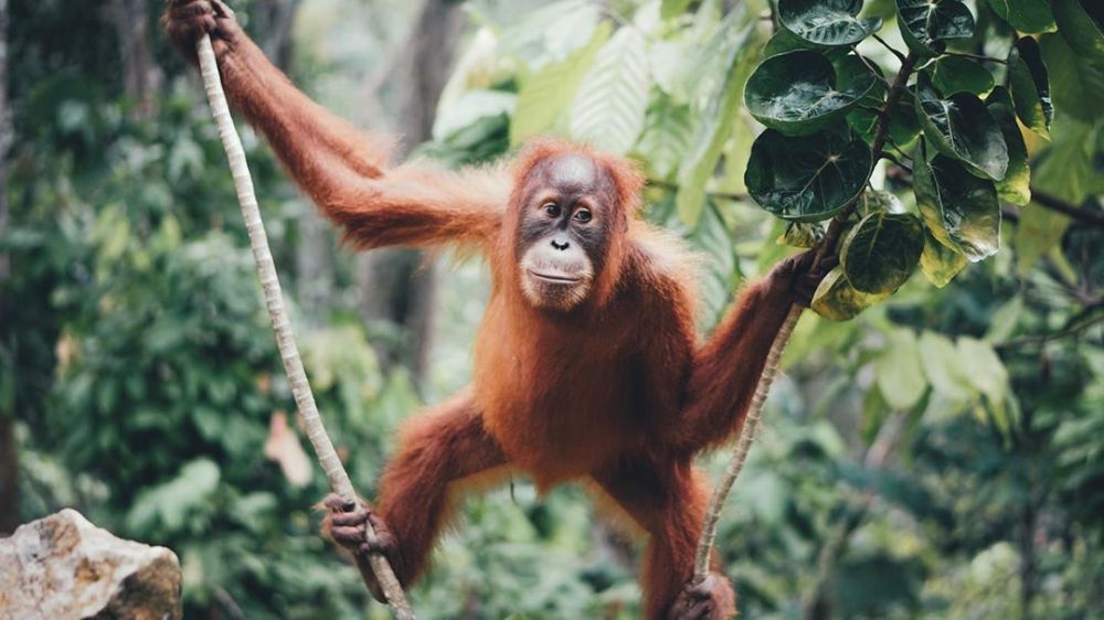 PLTA Batang Toru Dianggap Tidak Penting dan Berbiaya Mahal