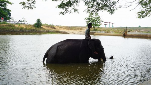 8 Sensasi Piknik ke Way Kambas, Tak Cuma Berfoto dengan Gajah Lucu