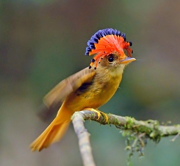 Saingan Syahrini! 8 Burung Ini Juga Punya Jambul yang Cetar Membahana!