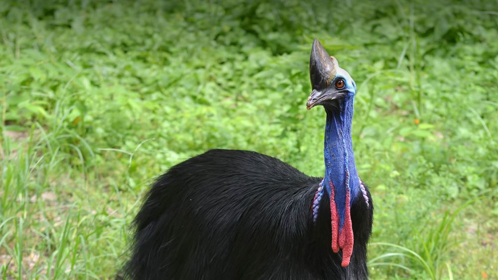 Punya Kekuatan yang Mumpuni, Ini Burung Paling Berbahaya