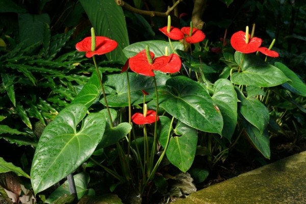 7 Jenis Anthurium yang Cocok untuk Dekorasi Rumah, Eksotis Banget!