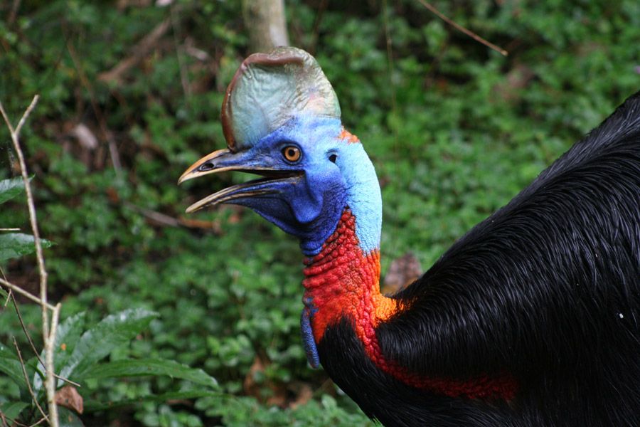 Punya Kekuatan yang Mumpuni, Ini Burung Paling Berbahaya