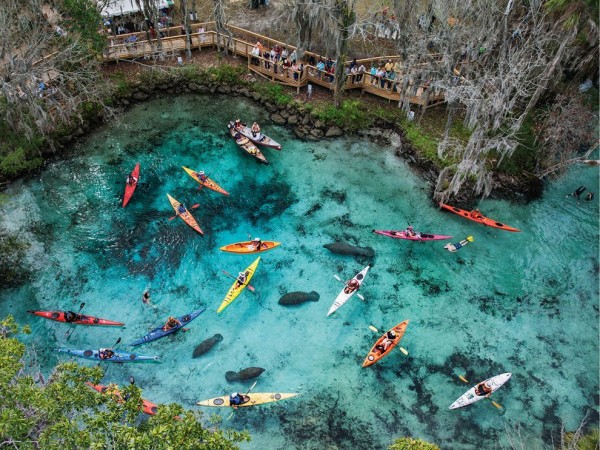 6 Fakta Kota Crystal River di Florida, Rumah Lembu Laut yang Indah