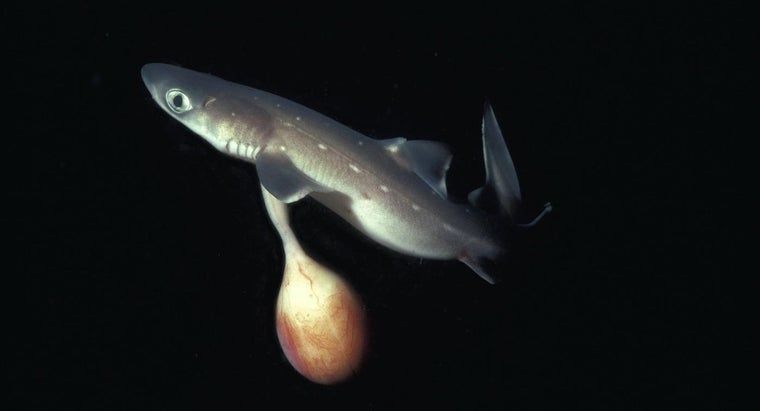 5100 Gambar Ikan Hiu Dan Penjelasannya HD