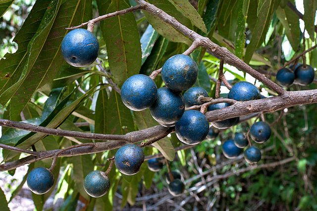 5 Buah Unik dan Langka Berwarna Biru, Apakah Kamu Pernah Makan?