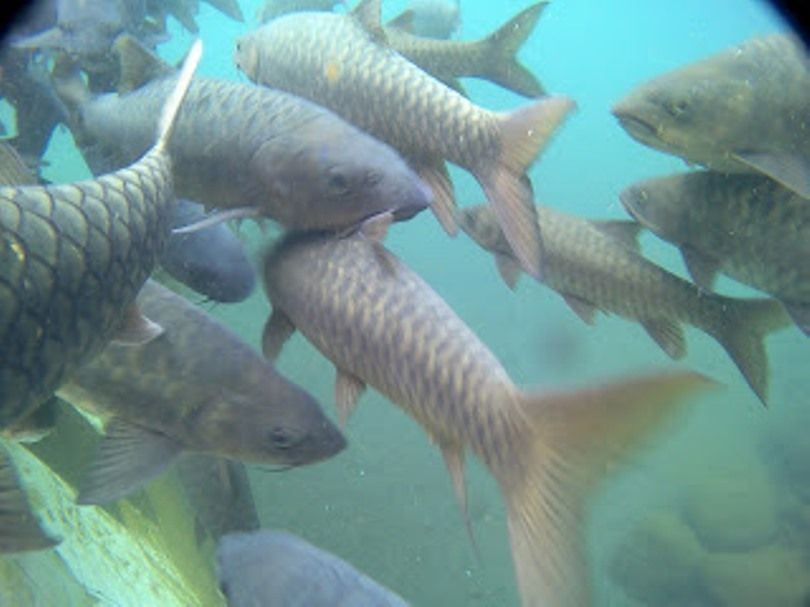 5 Jenis Ikan Yang Membawa Hoki