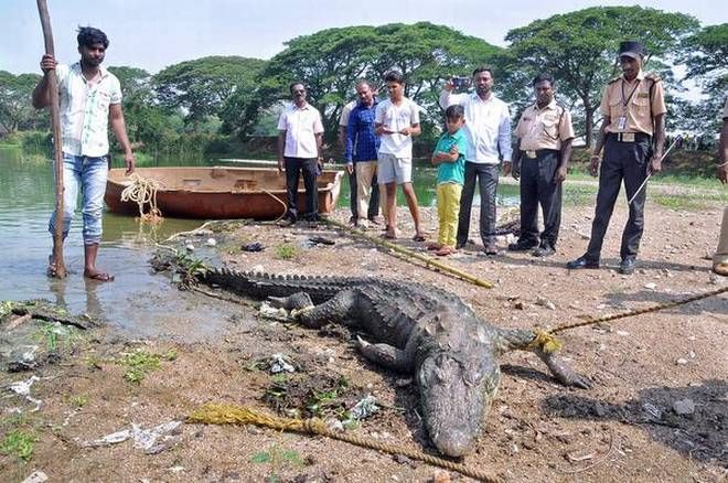 10 Fakta Buaya Air Asin, Reptil Terbesar di Bumi Saat Ini!