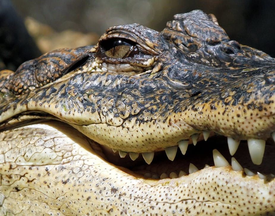 10 Fakta Buaya Air Asin, Reptil Terbesar di Bumi Saat Ini!
