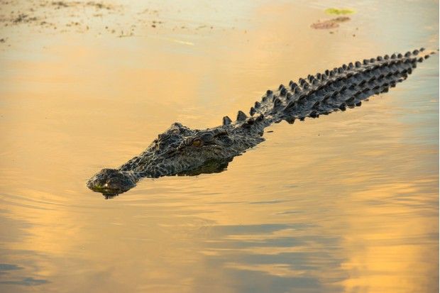 10 Fakta Buaya Air Asin, Reptil Terbesar di Bumi Saat Ini!