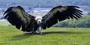 Burung Garuda Asli Yang Masih Hidup Jenis Burung