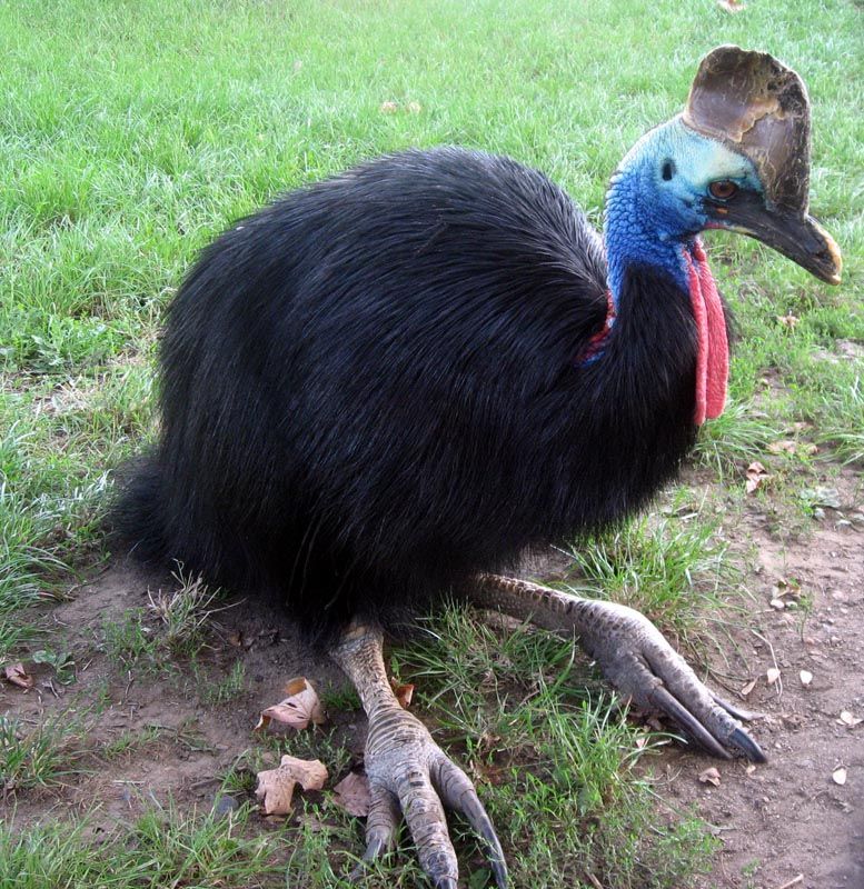 Punya Kekuatan yang Mumpuni, Ini Burung Paling Berbahaya