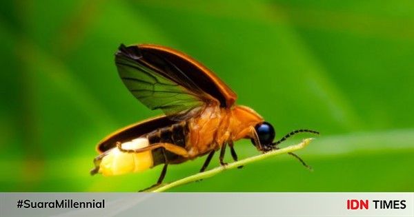 5 Organ Tubuh Hewan yang Manusia Gak Punya, Padahal Berguna Banget!