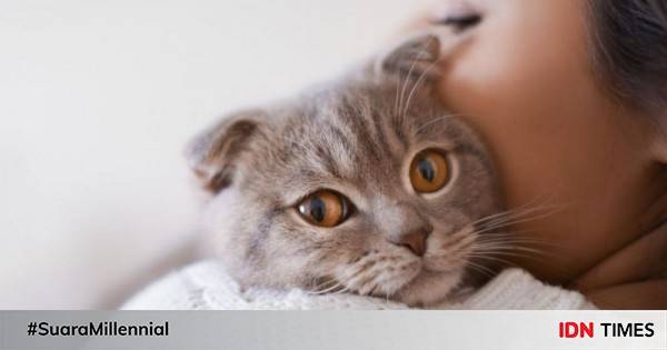 8 Fakta Penting Tentang Toksoplasma, Pecinta Kucing Wajib Tahu