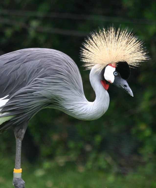 Saingan Syahrini! 8 Burung Ini Juga Punya Jambul yang Cetar Membahana!