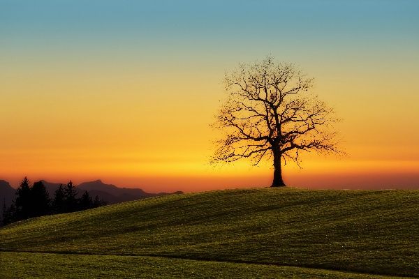 5 Pelajaran Hidup yang Bisa Kamu Petik dari Sebuah Pohon