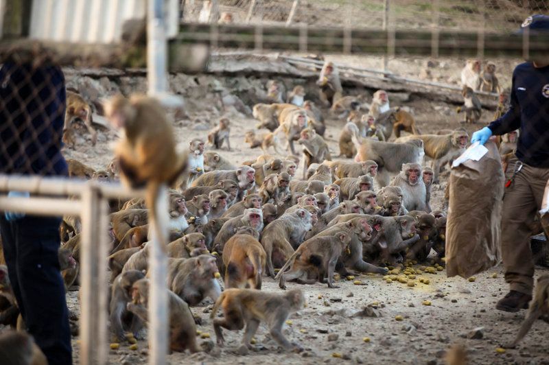 5 Fakta Monkey Island, Rumah Bagi Ribuan Monyet di Puerto Rico