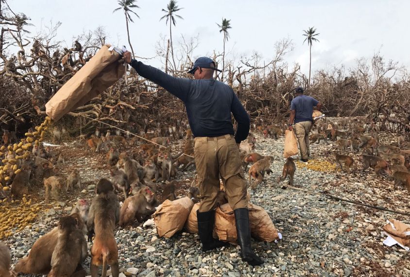 5 Fakta Monkey Island, Rumah Bagi Ribuan Monyet di Puerto Rico