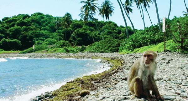 5 Fakta Monkey Island, Rumah Bagi Ribuan Monyet di Puerto Rico