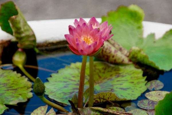 Tanaman Air Yang Cantik 5 Bunga Akuatik Ini Cocok Hiasi Kolam Rumah