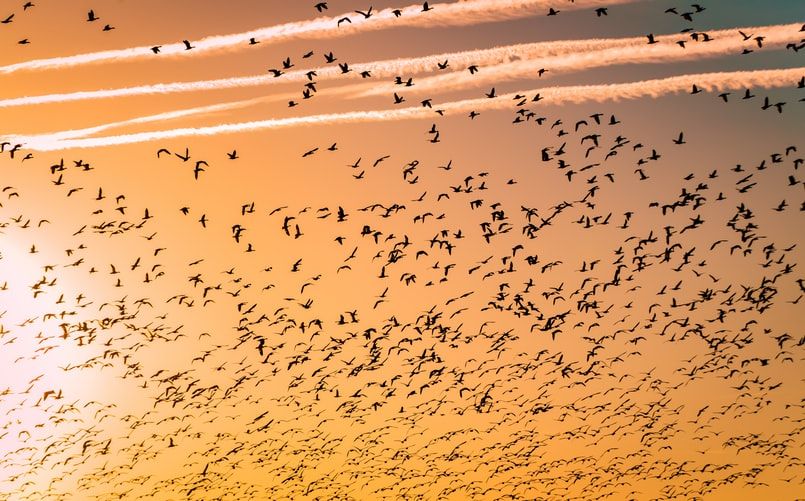 108 Ekor Burung Dilindungi Gagal 'Terbang' ke China, Separuhnya Mati
