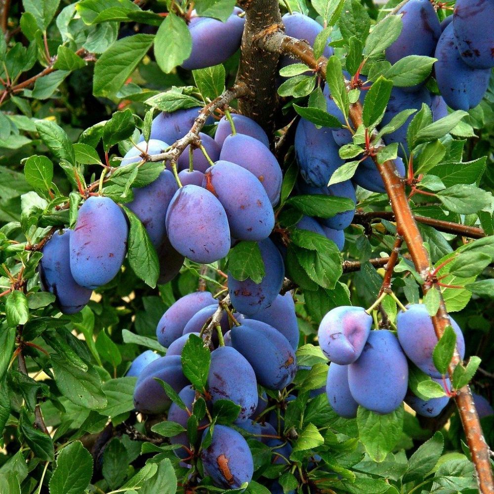 5 Buah Unik dan Langka Berwarna Biru, Apakah Kamu Pernah Makan?