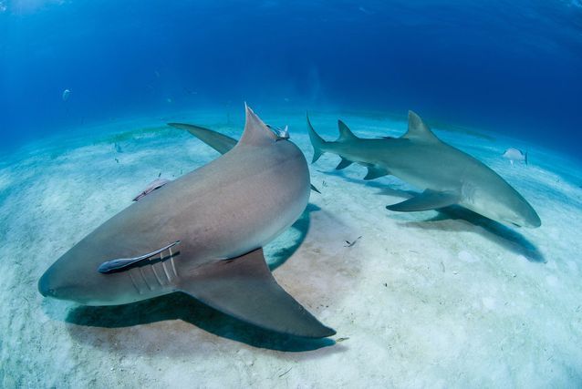 5 Penjelasan Sains Mengapa Embrio Ikan  Hiu  Memakan 