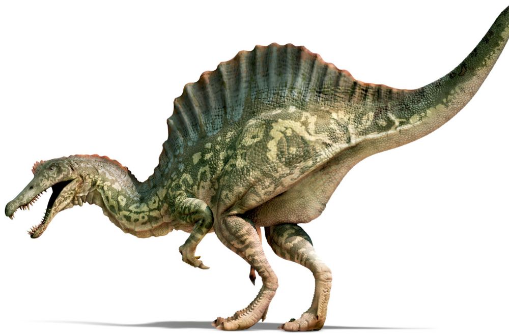 Fakta Spinosaurus Karnivora Terbesar yang Pernah Hidup