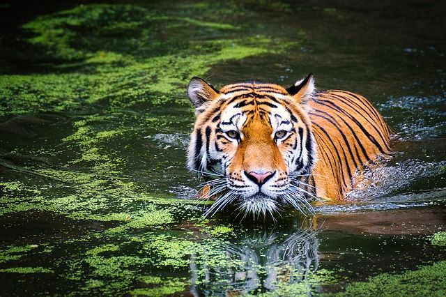 Harimau Sering Keluar Hutan, Warga Diminta Kandangkan Hewan Ternak