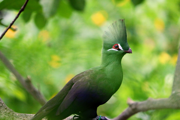 Saingan Syahrini! 8 Burung Ini Juga Punya Jambul yang Cetar Membahana!