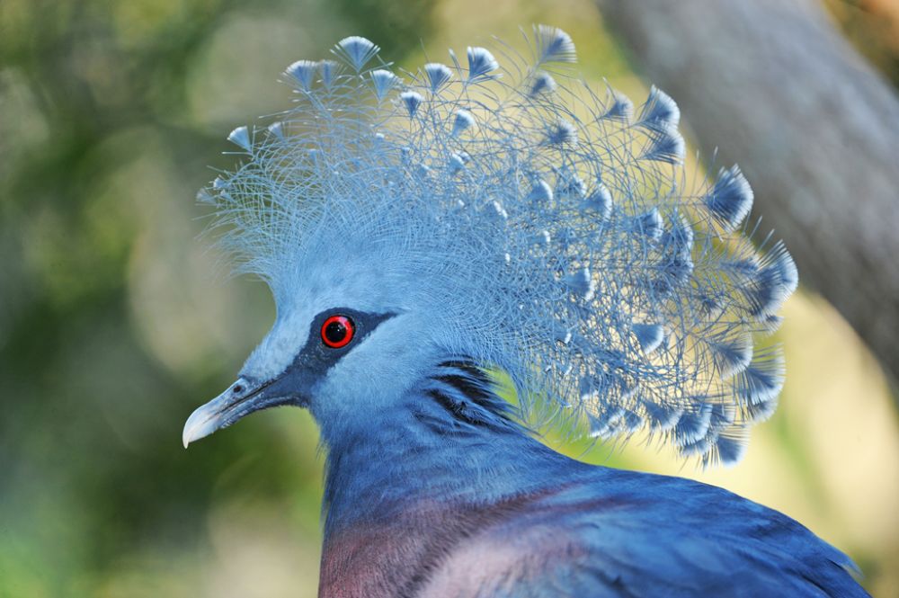 Saingan Syahrini! 8 Burung Ini Juga Punya Jambul yang Cetar Membahana!