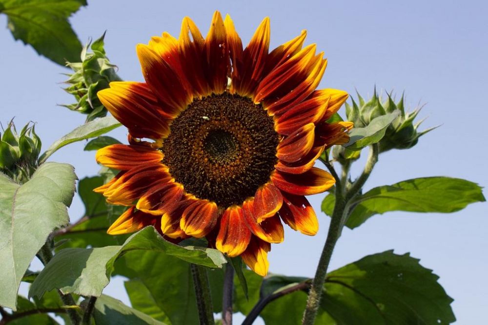  Simbol  Keceriaan 6 Fakta Unik Bunga  Matahari  yang Jarang 