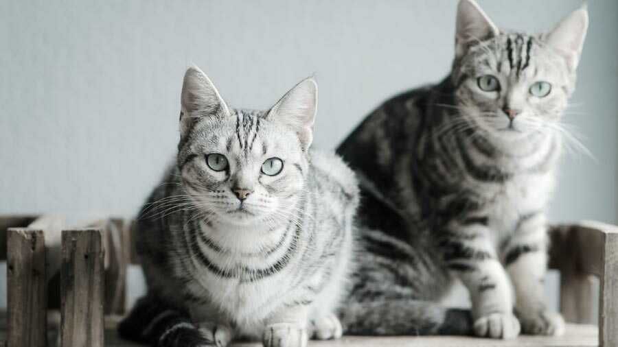 Kucing 101: Berbulu Halus, 5 Fakta Kucing American Shorthair