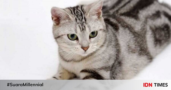 Kucing 101 Berbulu Halus 5 Fakta Kucing American Shorthair Easy Reader