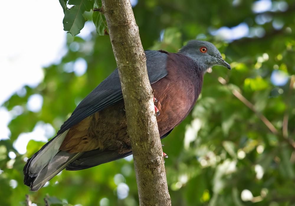 5 Burung Khas dari Vanuatu yang Lain dari Lainnya