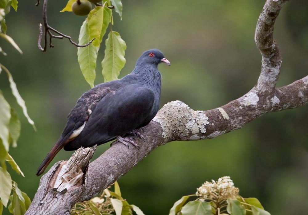 5 Burung Endemik Kaledonia Baru, Perancis, yang Unik dan Langka