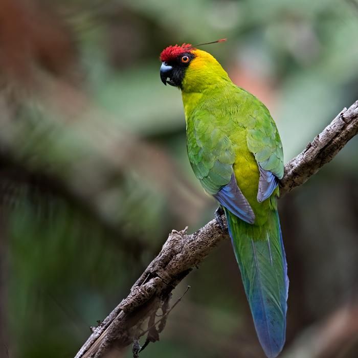 5 Burung Endemik Kaledonia Baru, Perancis, yang Unik dan Langka