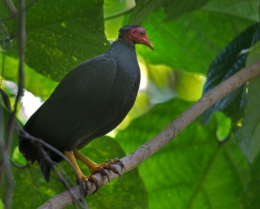 5 Burung Khas dari Vanuatu yang Lain dari Lainnya