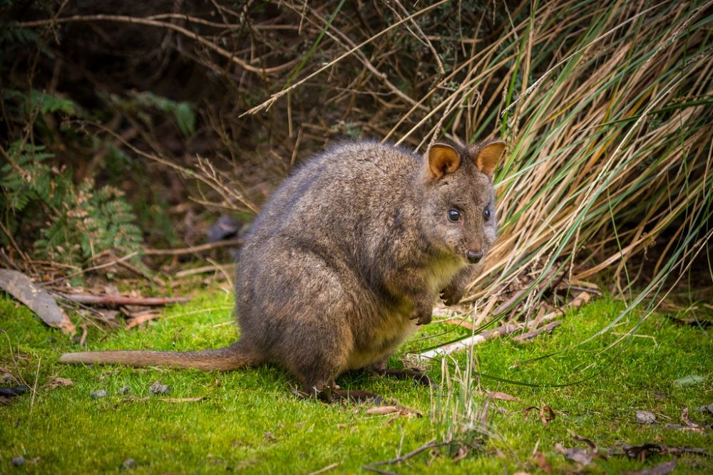 Hewan Mamalia Endemik Pulau Tasmania