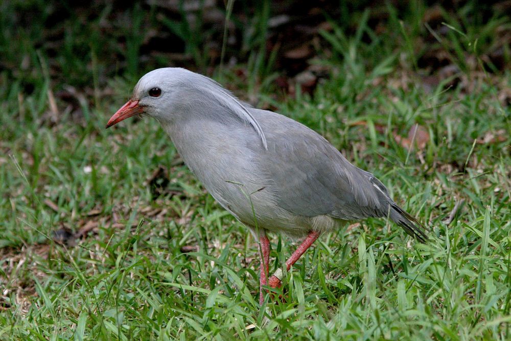 5 Burung Endemik Kaledonia Baru, Perancis, yang Unik dan Langka